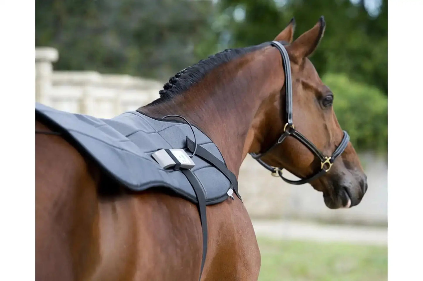 Dynamic OMI PEMF Horse Blanket - PEMF-H1