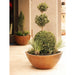 Wave Small with Plant