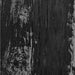 Wood Grain Ebony Swatch